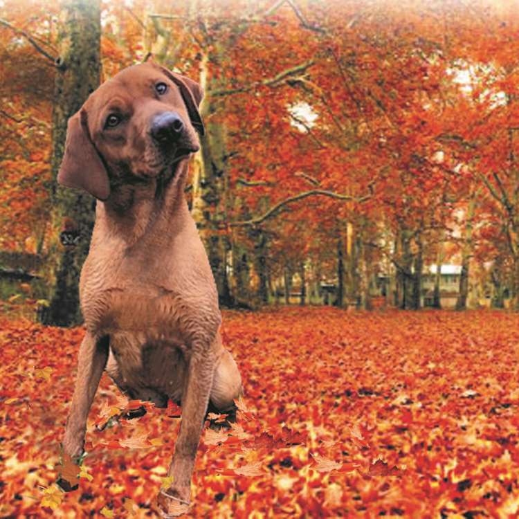 Nook On Lyne Kennel Club Labrador Breeders