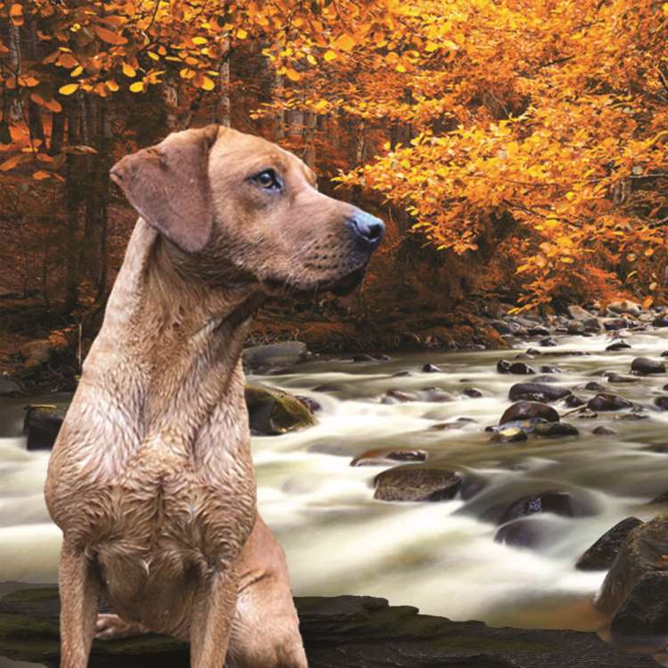 Contact Nook On Lyne Labrador Breeders in Cumbria